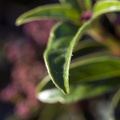 Foto08