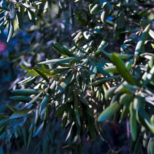Foto11